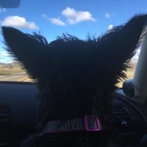 Meet your Posher, Diane